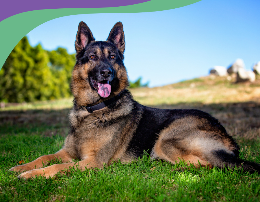 Berger allemand assis dans l'herbe