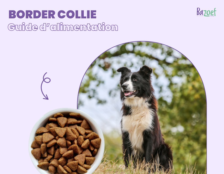 border collie in a forest