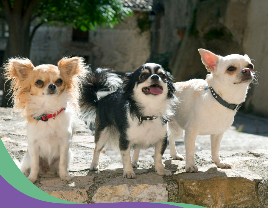 Trois Chihuahua avec colliers