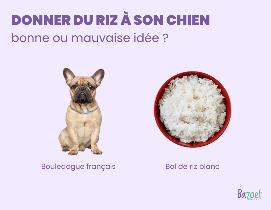 infographie bazoef bienfaits du riz pour les chiens