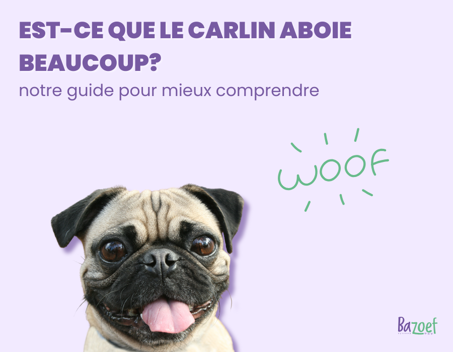 pug barking infographic