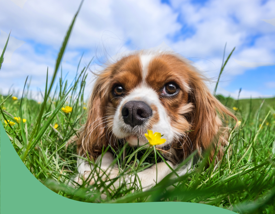 cavalier king charles laying in grass