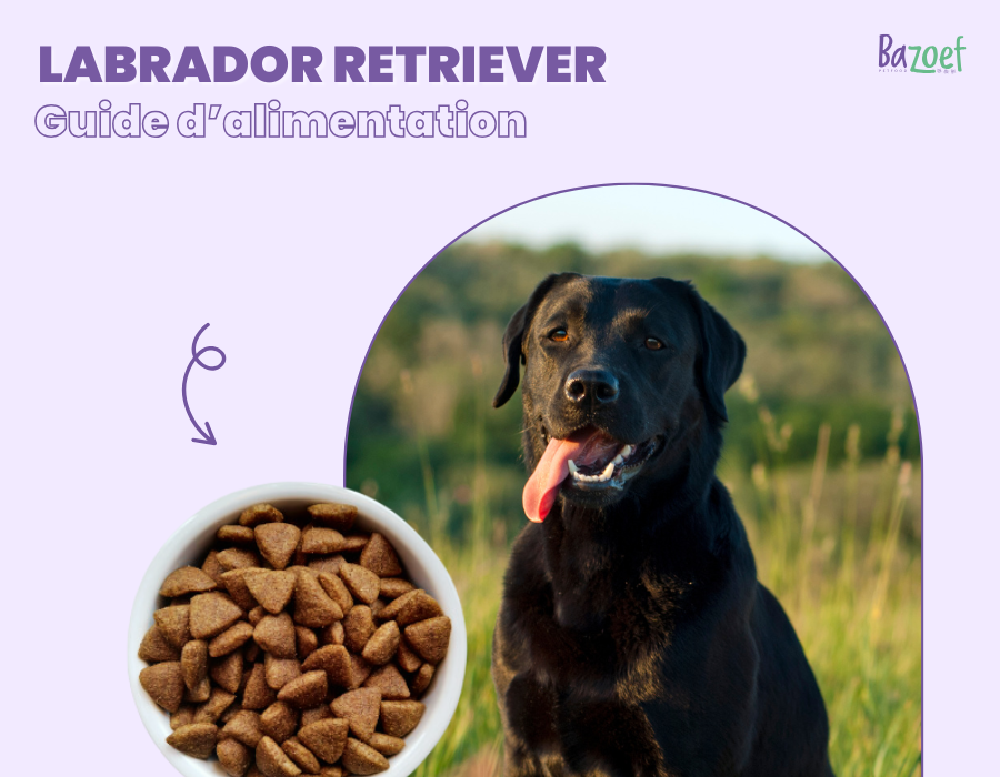 labrador diet bazoef infographic