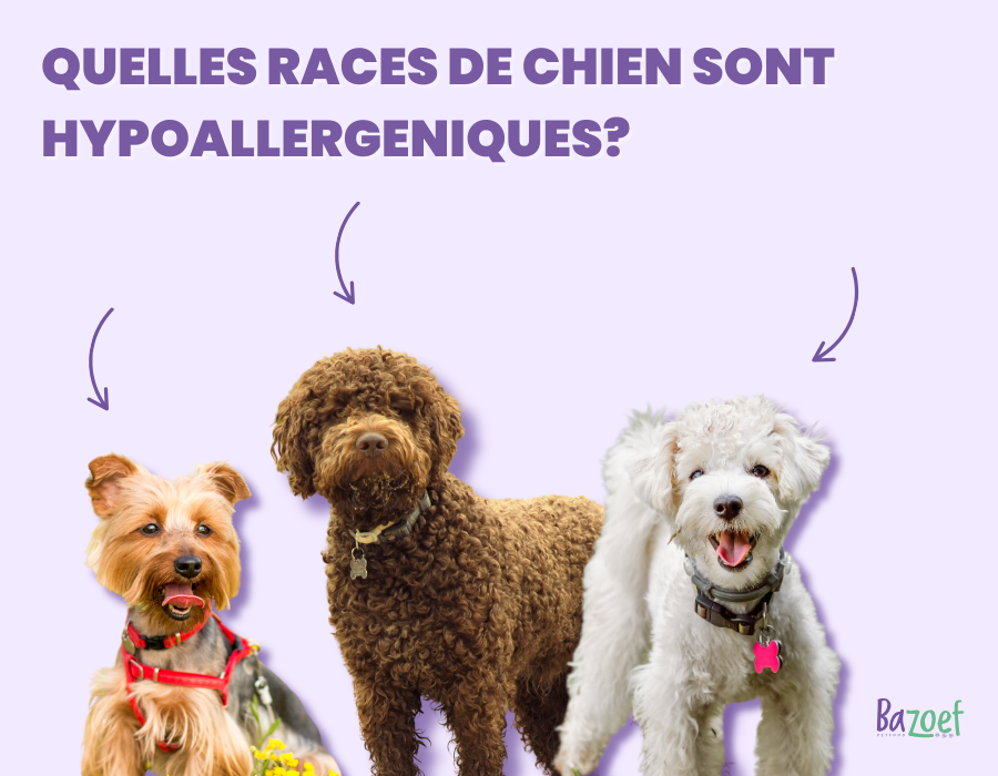 hypoallergenic dog breeds infographic
