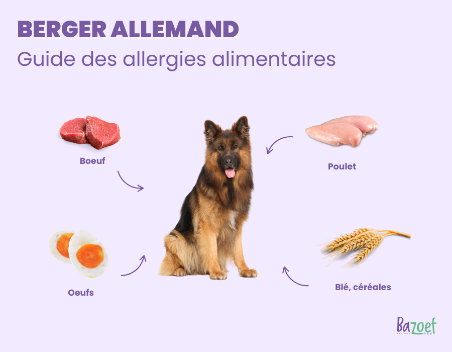 german shepherd food allergy infographic