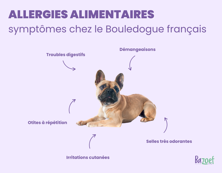 infographic: french bulldog allergies