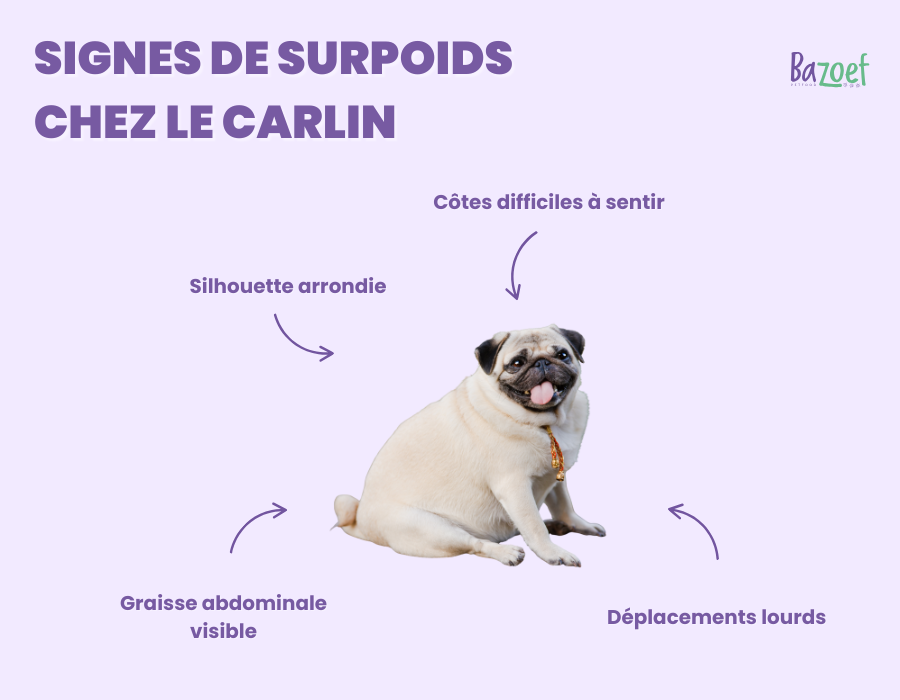 overweight signs pug infographic