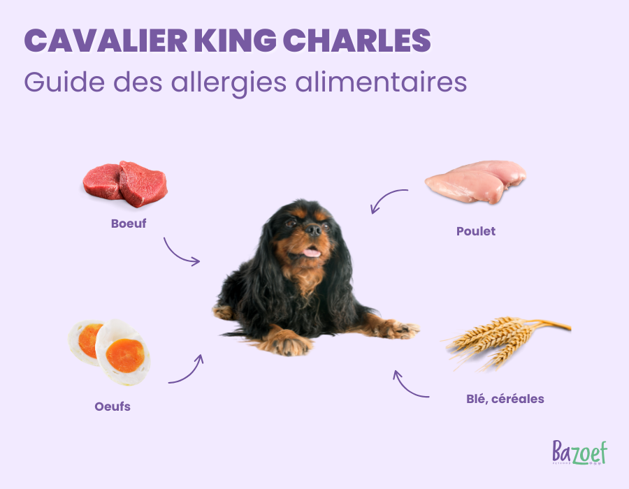 bazoef cavalier king charles food allergies infographic