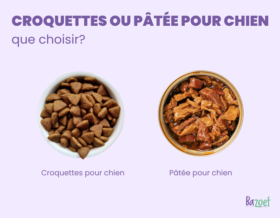 Kibble or Wet Food for Dogs infographic