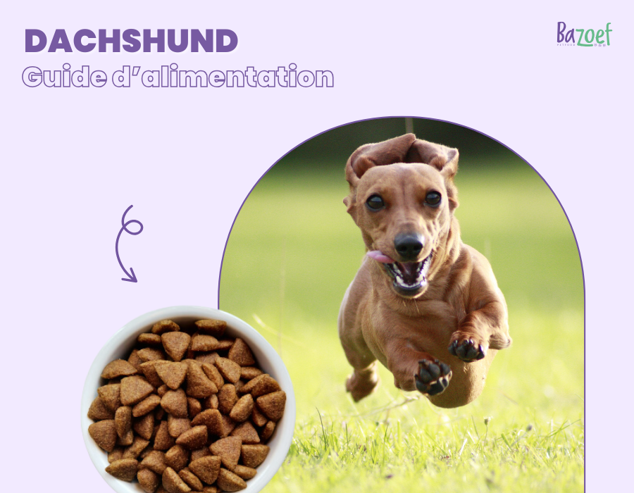 dachshund feeding guide infographic
