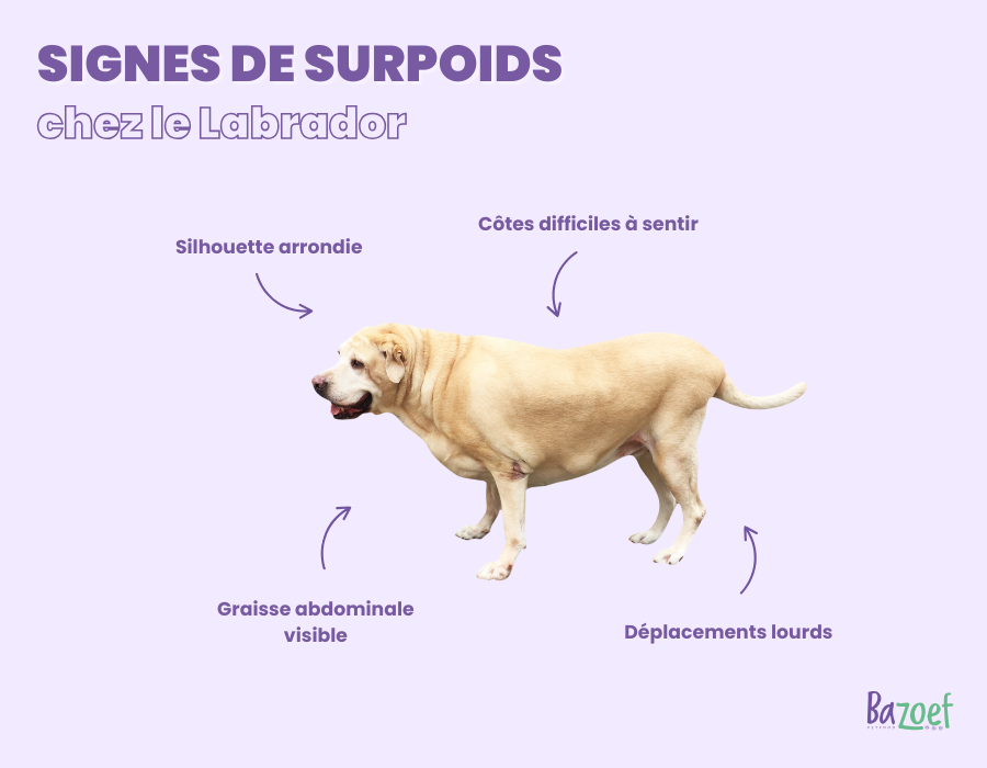 overweight signs labrador infographic