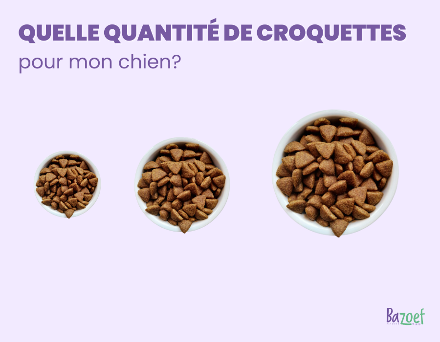 How Much Kibble Should I Feed My Dog infographic