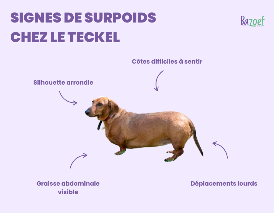 overweight signs dachshund infographic