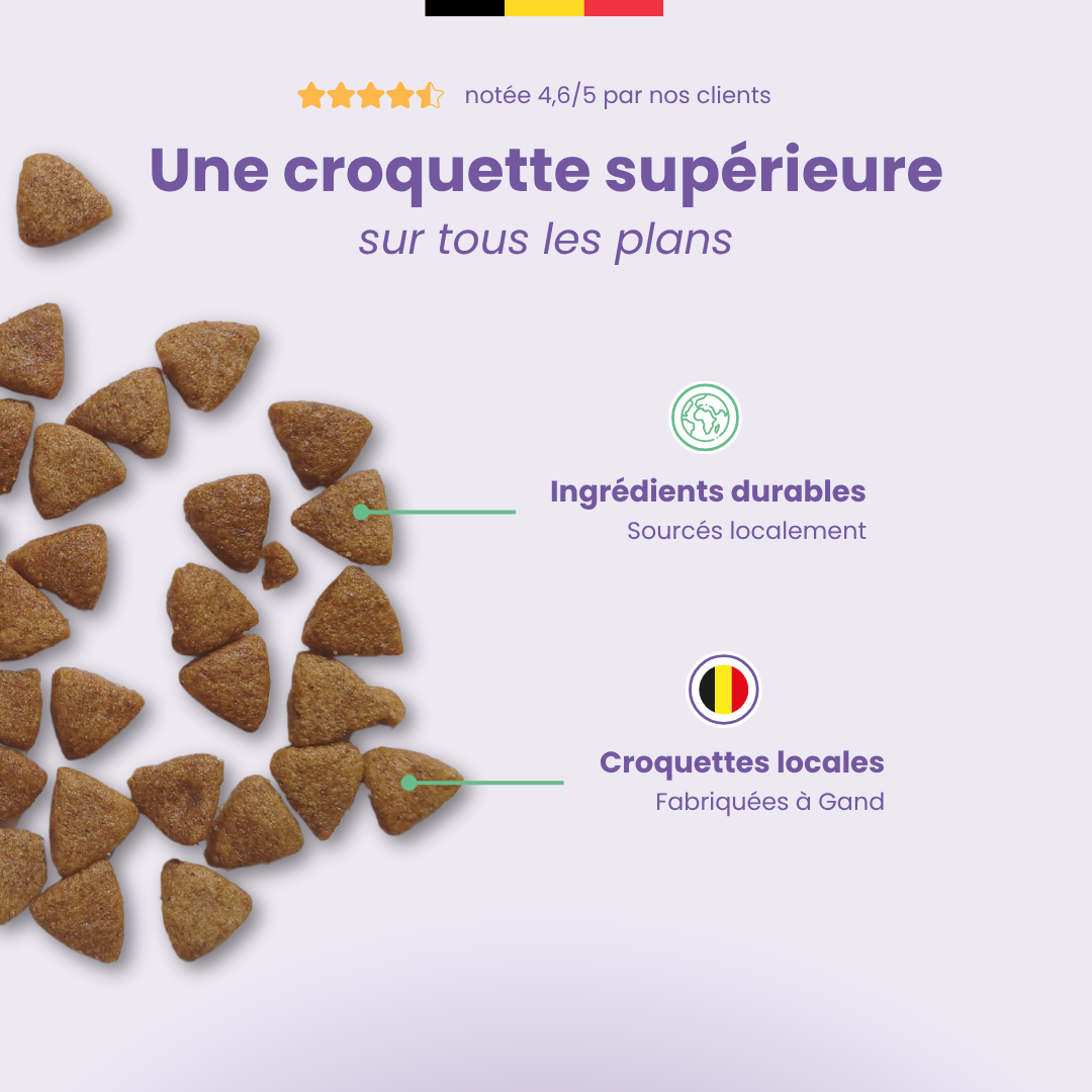 Bazoef Dog Kibble