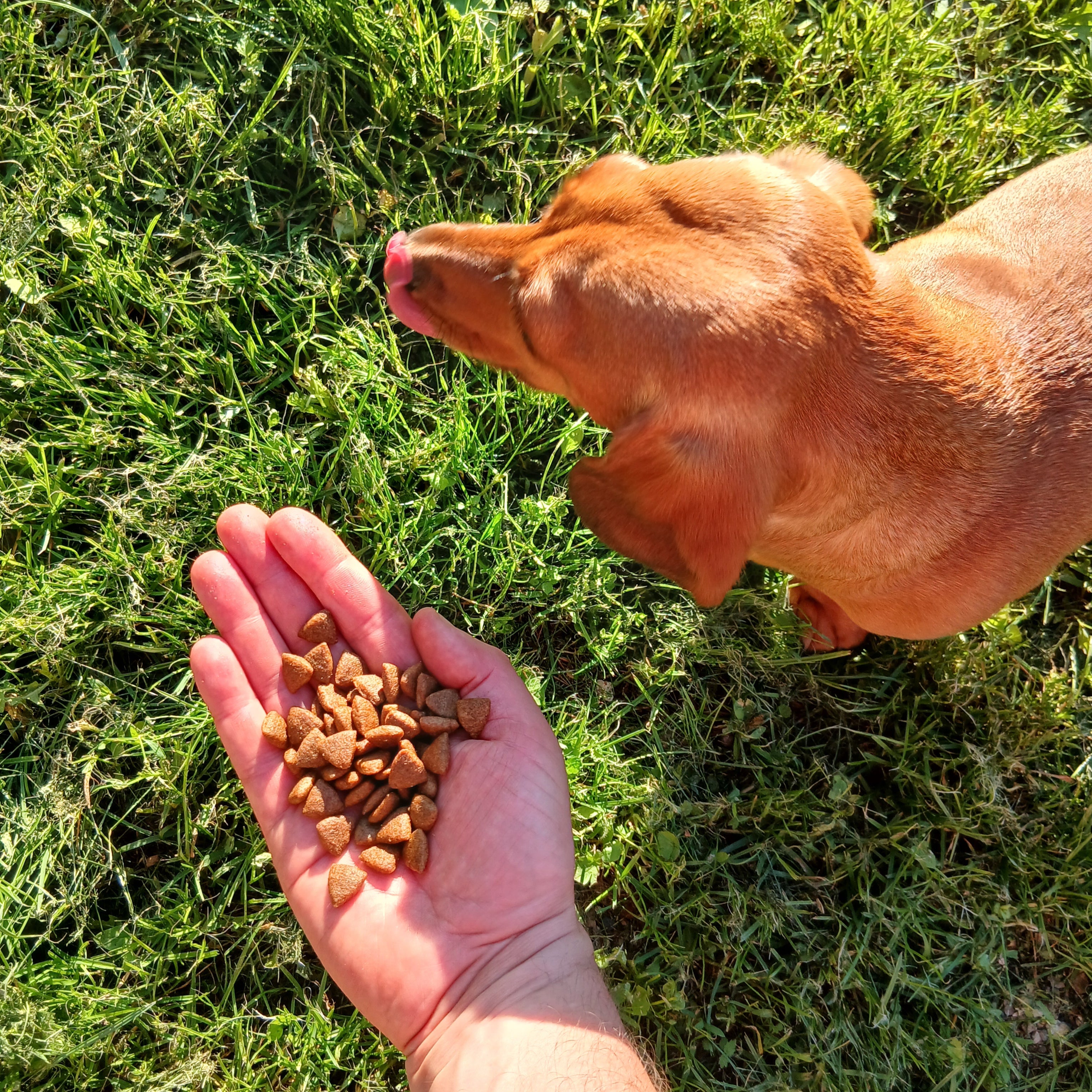 Bazoef Dog Kibble