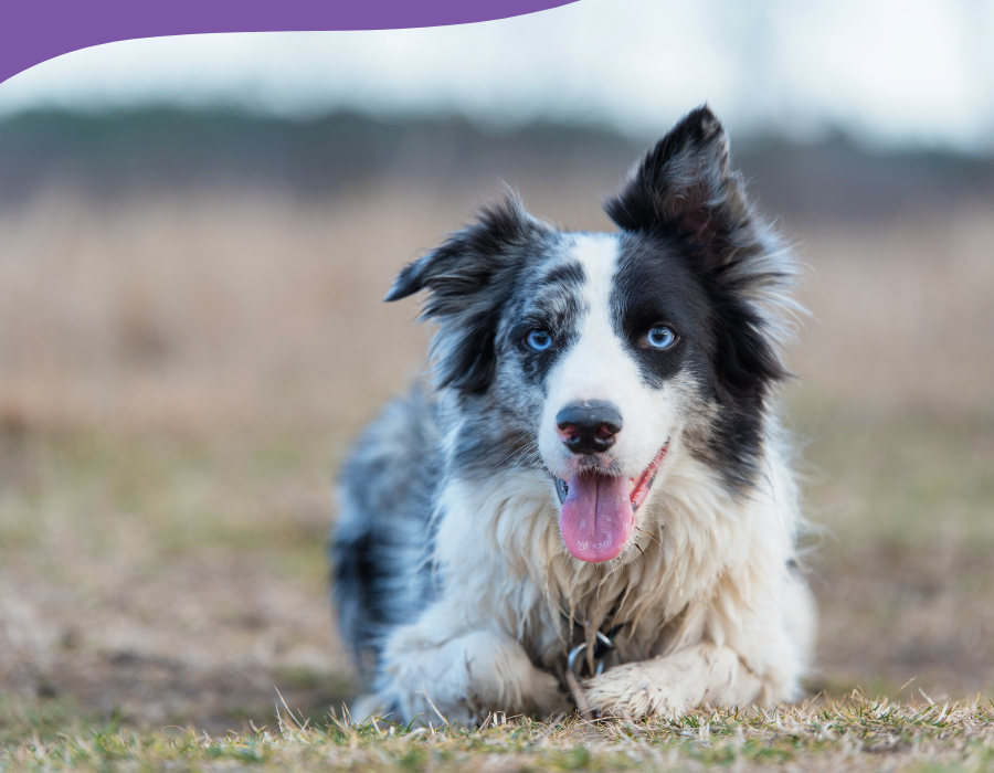 Border Collie assis dans l'herbe