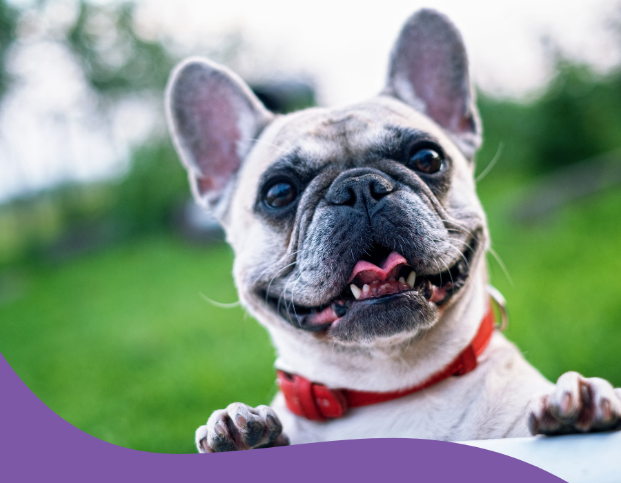 bouledogue francais assis dans l'herbe