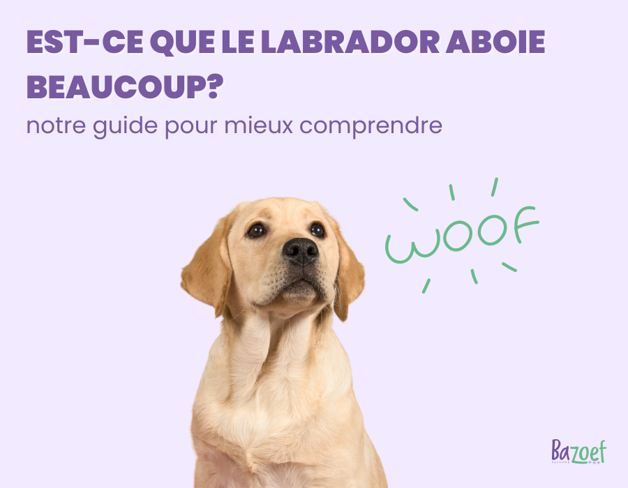 infographic labrador barking