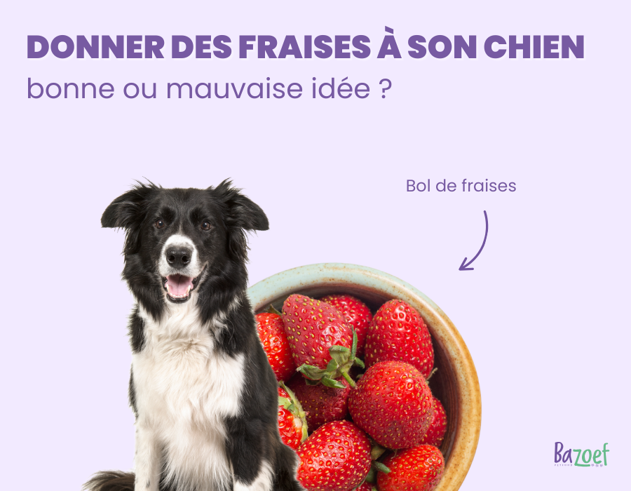 can a dog eat strawberries infographic