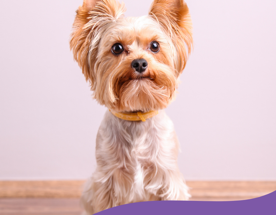 Yorkshire terrier avec collier jaune