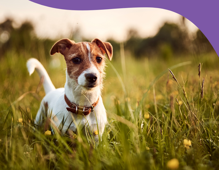 jack russell terrier dans un champ