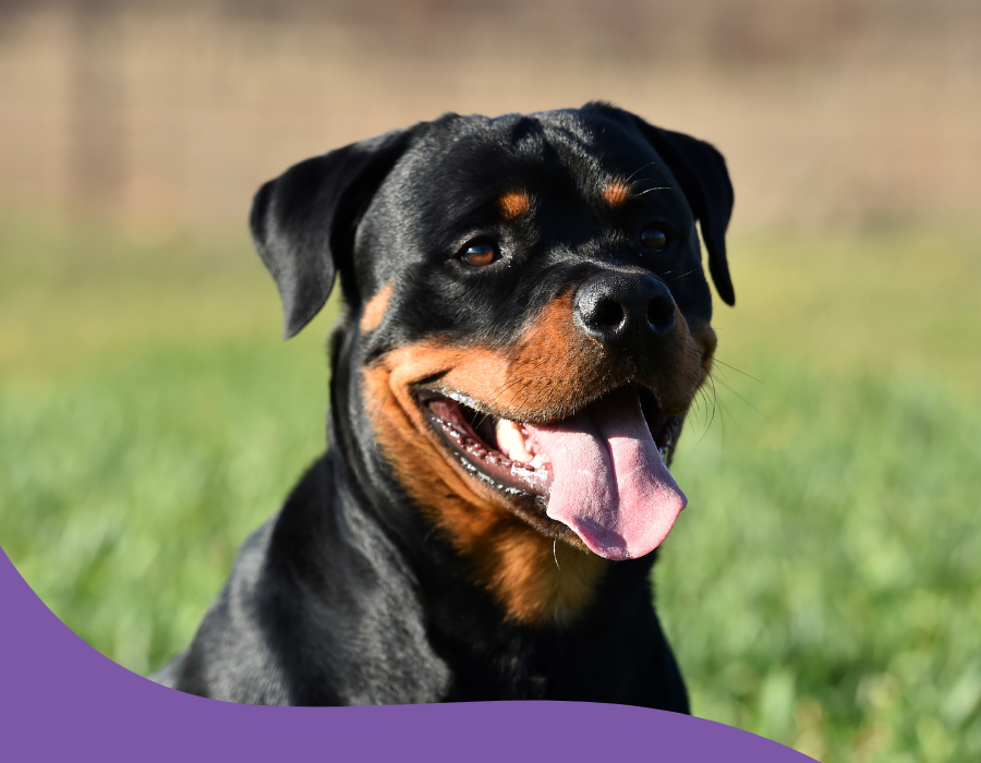 rottweiler dans un champ